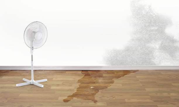 Best Mold removal after water damage  in Stanford, KY